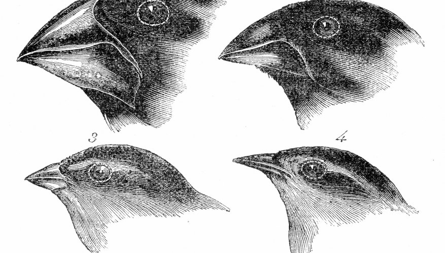 Adaptations to an ecosystem can cause some species to flourish and others to go extinct.