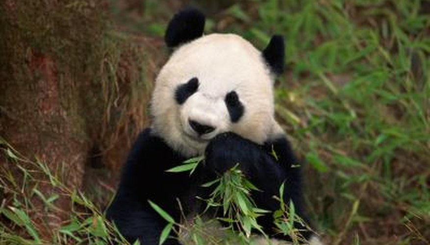Pandas in forests of Southern China eat bamboo exclusively.