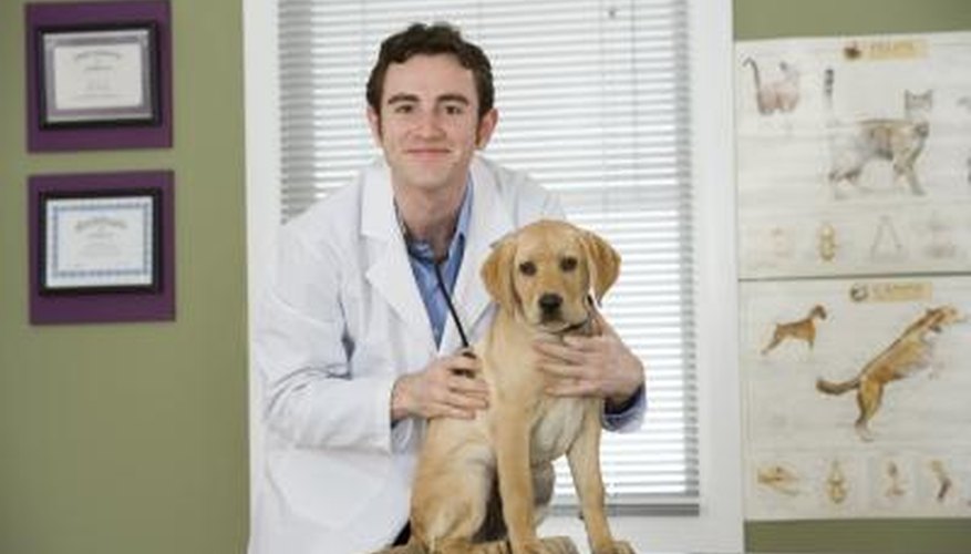 Como técnico veterinario, serás un valioso miembro de un equipo de profesionales veterinarios que trabajan juntos para mejorar la salud de los animales que tratan.