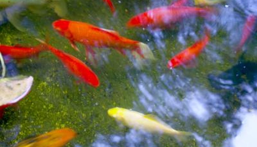 Breeding koi fish is easy if you have the proper materials.