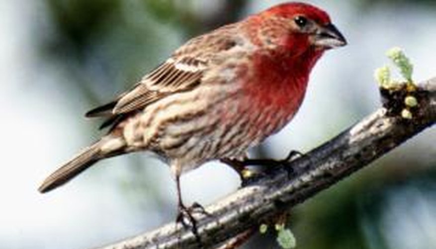 Finches can be housed in aviaries in all climates.
