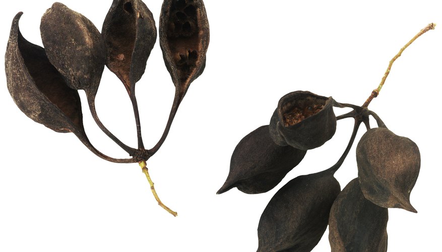 what characteristics do all seed plants have in common