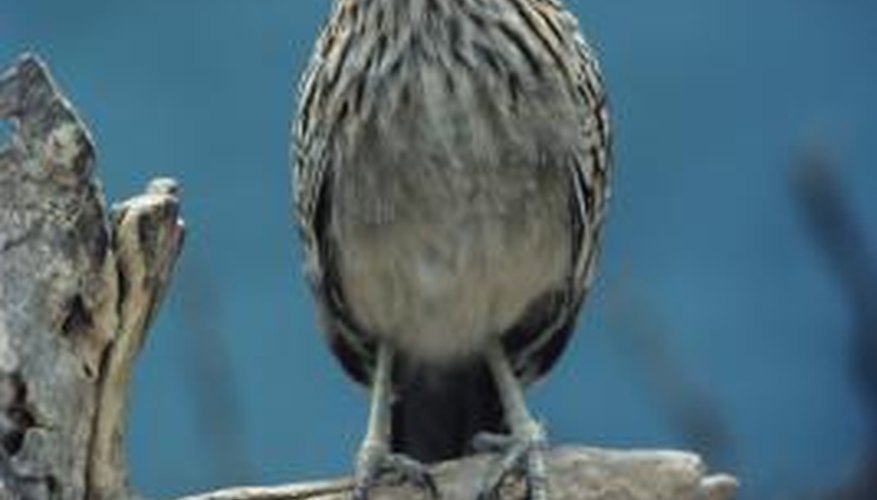 A real roadrunner looks very different than the cartoon character of the same name.