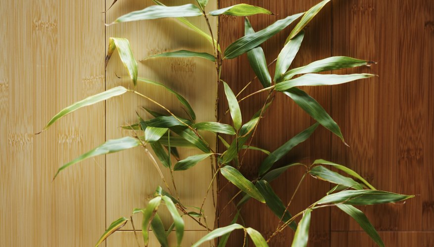 Lucky bamboo is a decoration associated with good luck.