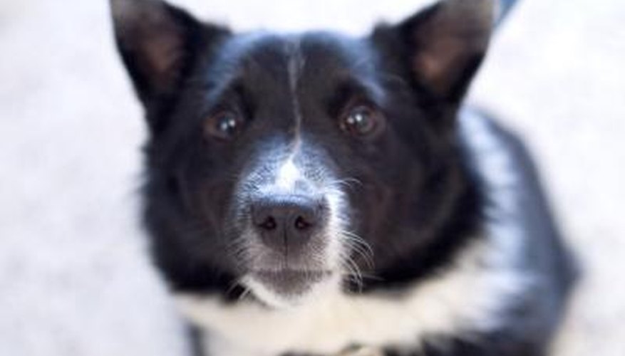 How often do border collies sale go into heat