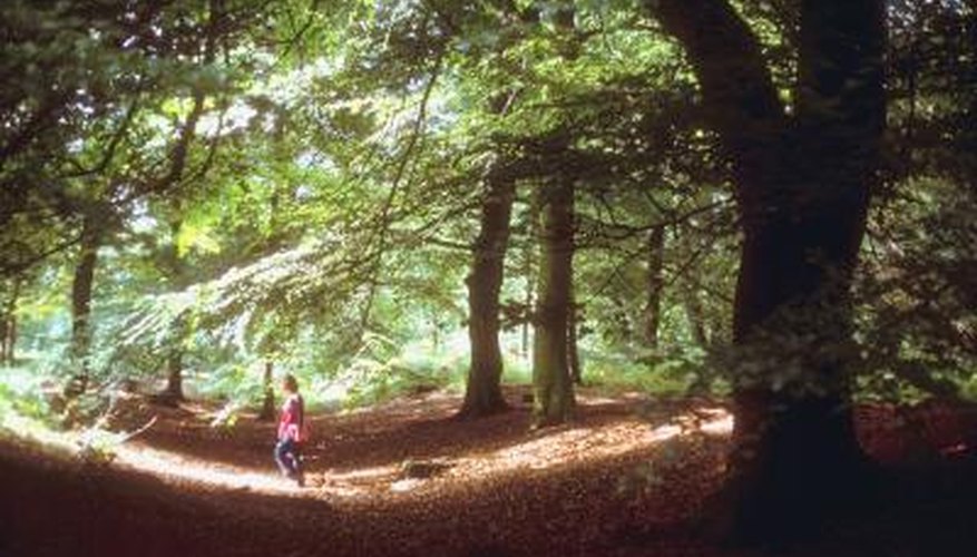 Beech trees are native to Europe, Asia and North America.