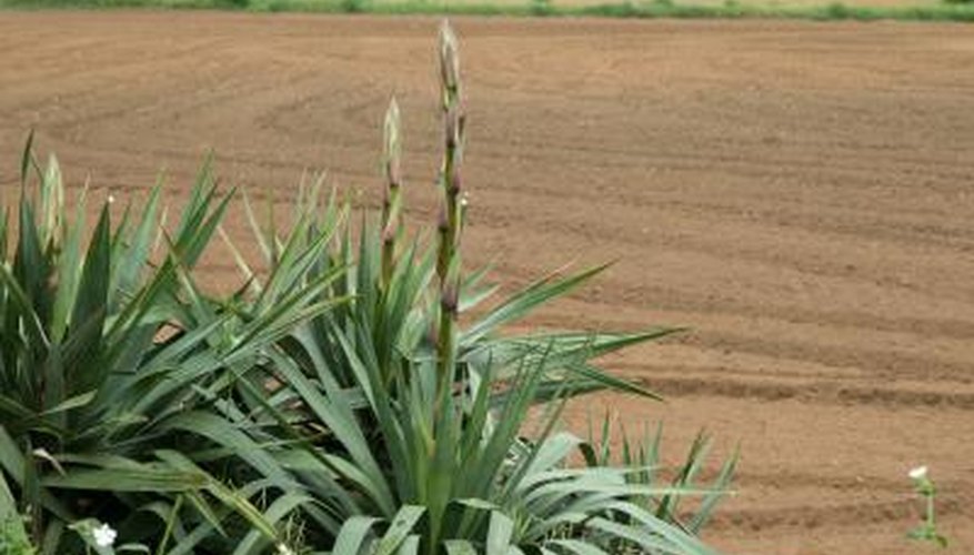 Yucca plants can form textural key to landscape plantings.