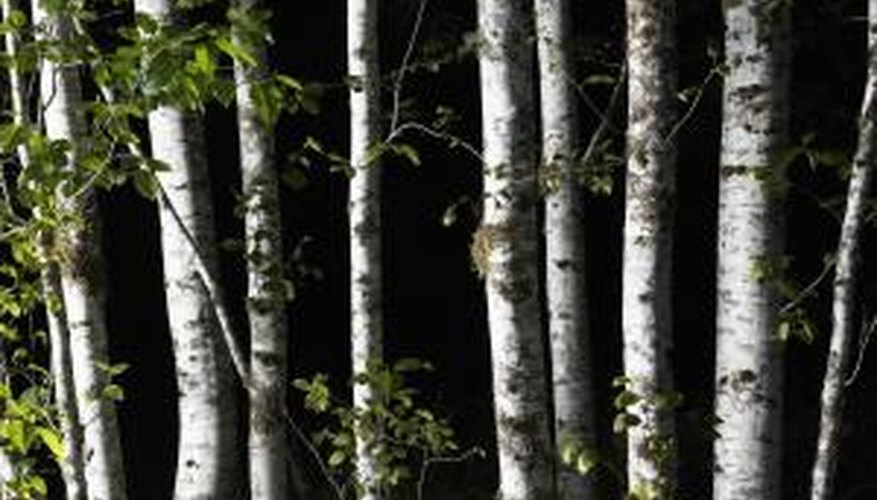 Birch trees are easily recognised by their white peeling bark.