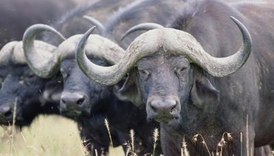 The horn of the water buffalo is used in pens and knife handles, among other items.