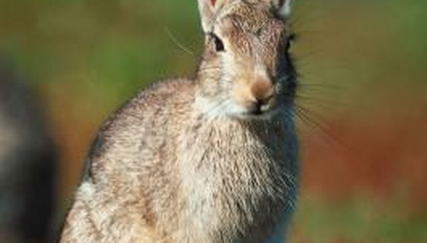 Rabbits or other animals can wreak havoc on your garden overnight.