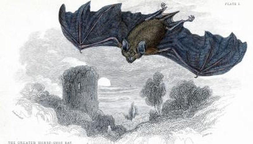 Bats have a strong sense of hearing and often have large ears.