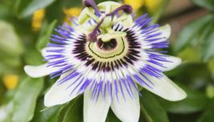 Passion flower and clematis vines share some characteristics.