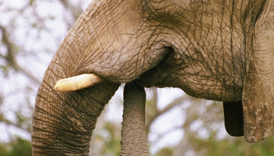 Dr. Seuss used an elephant to teach tolerance.