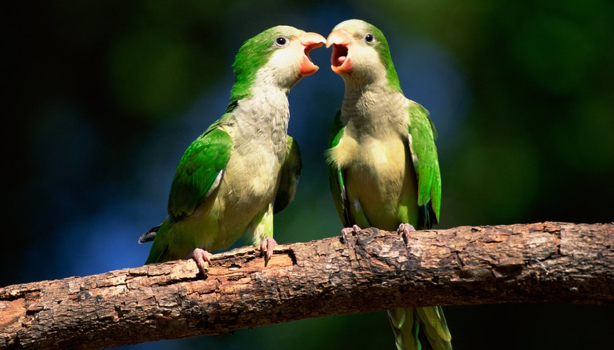 Learn to make animal sounds