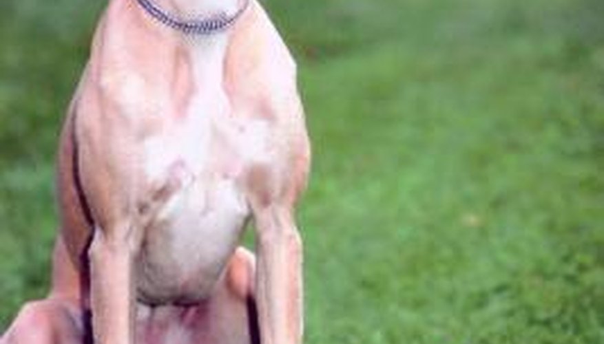 Whippets can develop rashes due to their sensitive skin.