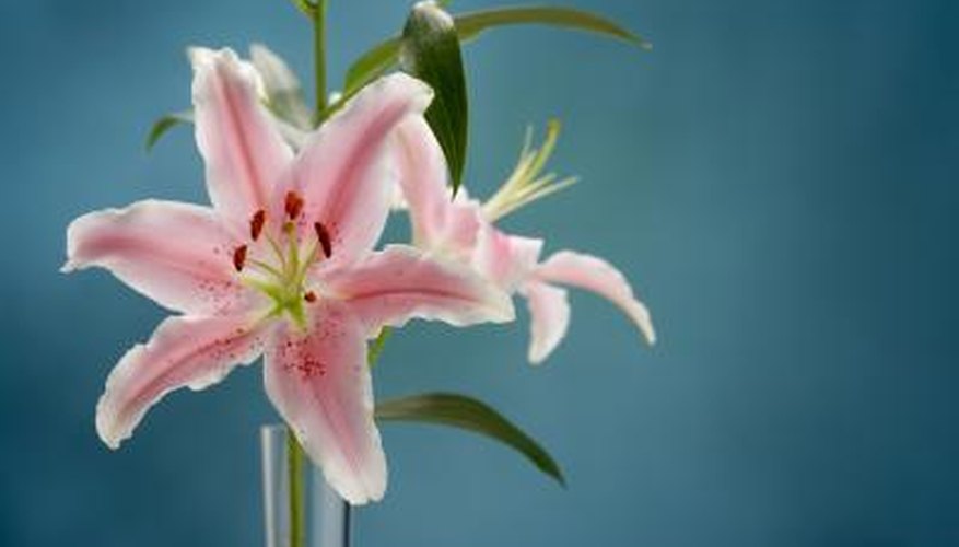 Remove lily pollen from the skin before it stains.