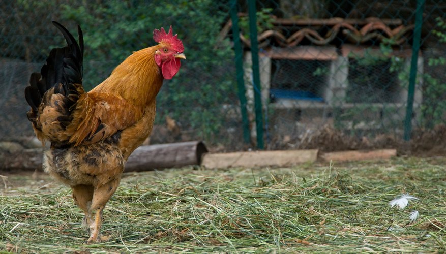 Rooster
