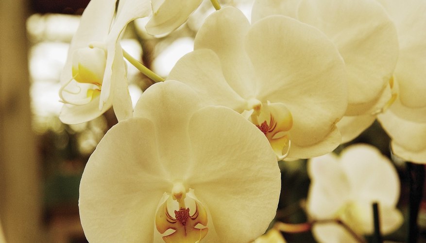 White orchids in bloom