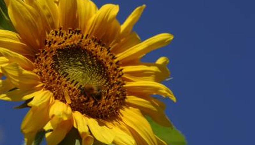 Sunflowers provide both a summer ornamental and edible seeds.