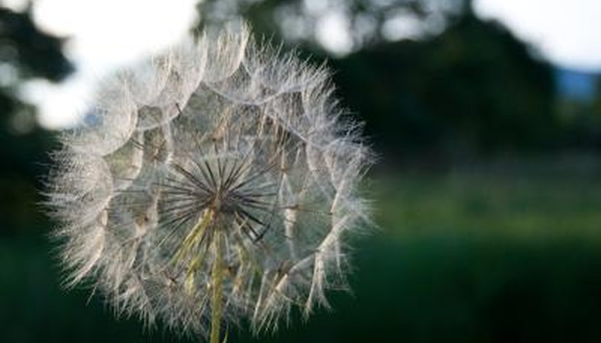 Weeds, such as dandelions, can quickly take over your lawn and garden.