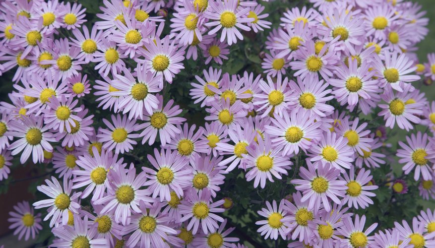 Pink chrysanthemums growing in a field.