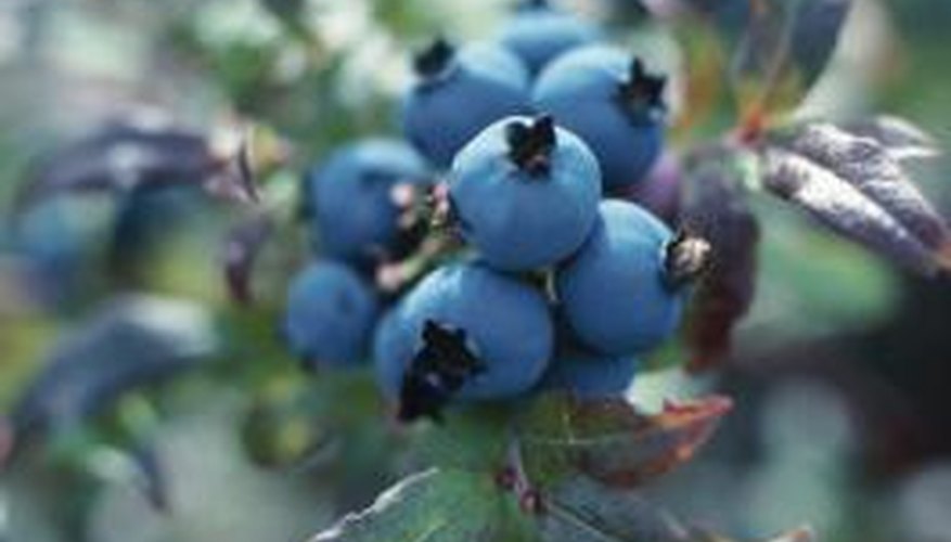 The yellownecked caterpillar often damages blueberry leaves.