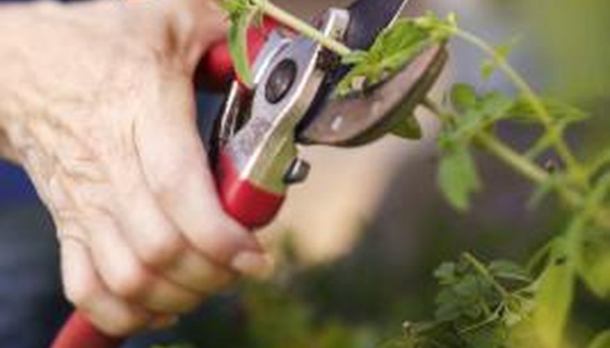 The bypass hand pruner is an essential garden tool.