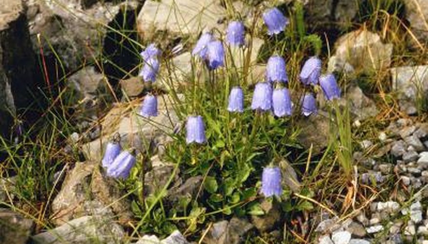 Spanish bluebells are early bloomers that fade in early summer.