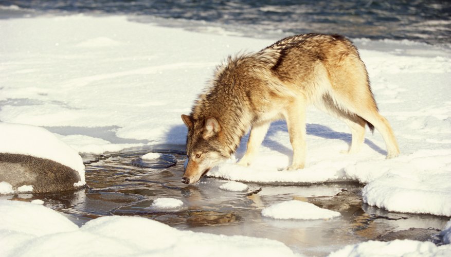 If wolves' prey is scarce, wolf numbers will decline.