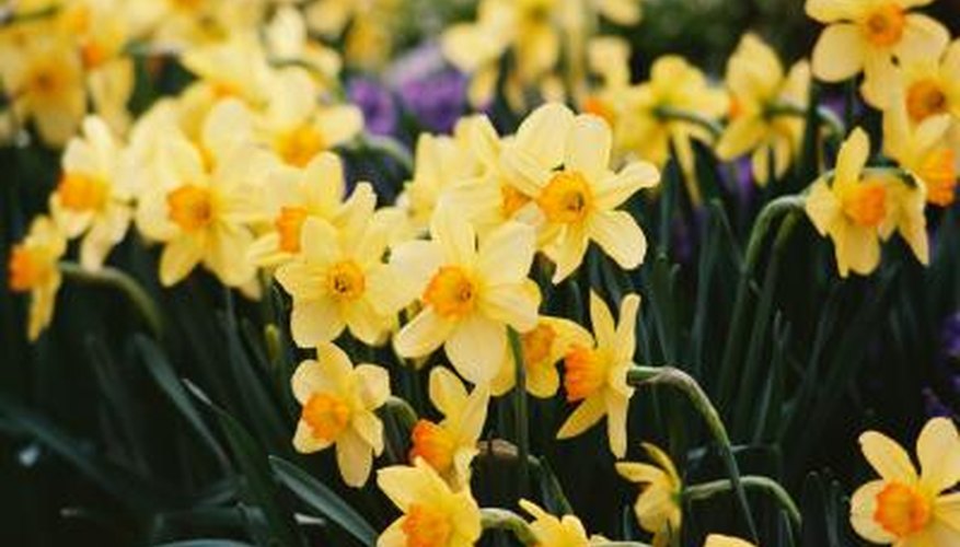 Daffodils multiply by seed and by bulb.