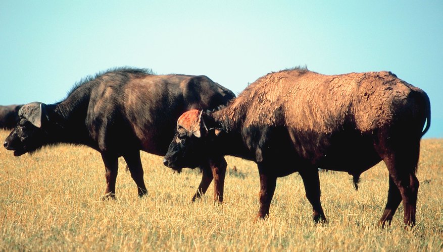 The buffalo was a plentiful resource for the Apache Indians.