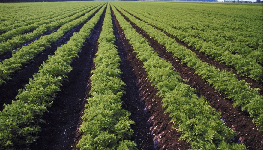 Demeter taught humans the secret of agriculture and controlled the growth of plants.