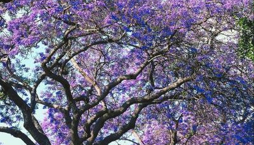 trees with purple pink blossoms