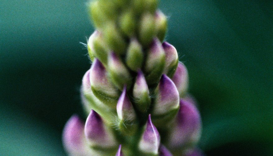 Lupin flowers fade from the base upwards.