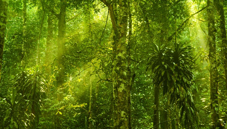 Abiotic Factors of a Rain Forest