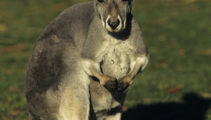 Kangaroos and their babies are always interesting.