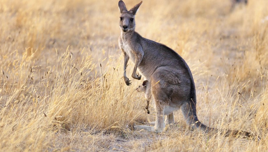 marsupial animals list