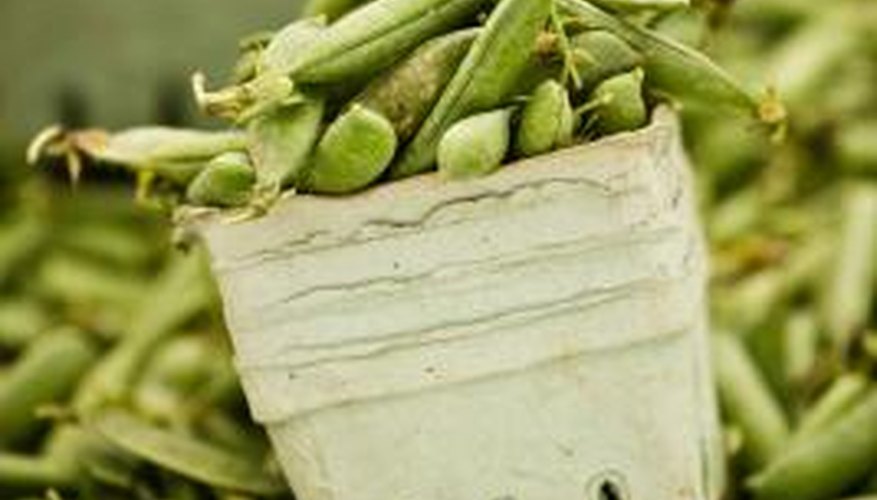 Beans vary in their purine content from high to moderate level.