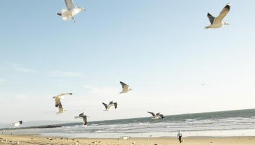 Seagulls are often found in large numbers at beaches frequented by people.