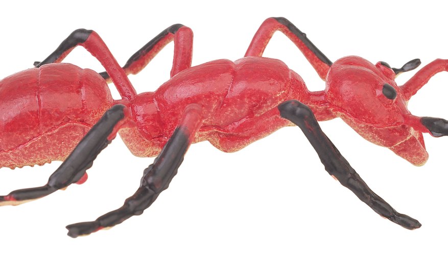 If you are introducing ants, begin by tapping into your child's prior knowledge.