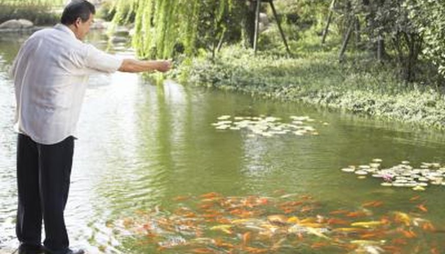 Koi and shubunkin fish can live in the same pond environment.