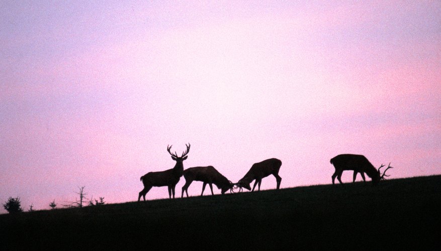 The Chickasaw excelled in catching deer, eventually trading deer hides with European explorers.