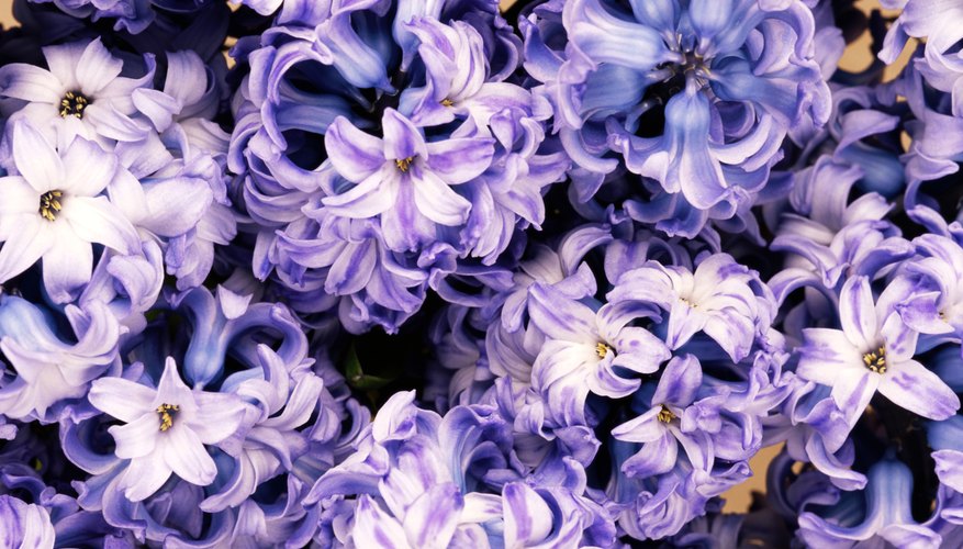 Hyacinths ask forgiveness.