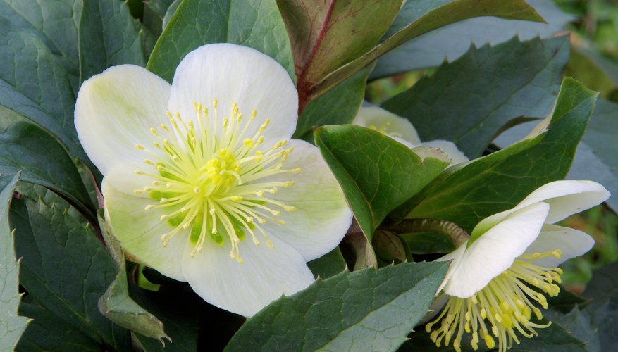 White Helleborus.