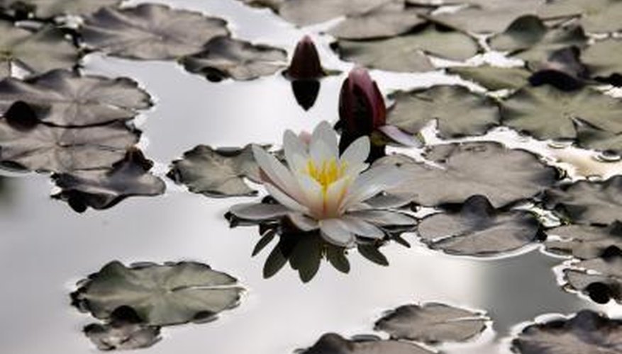 Water lilies can overrun a lake if not kept in check.