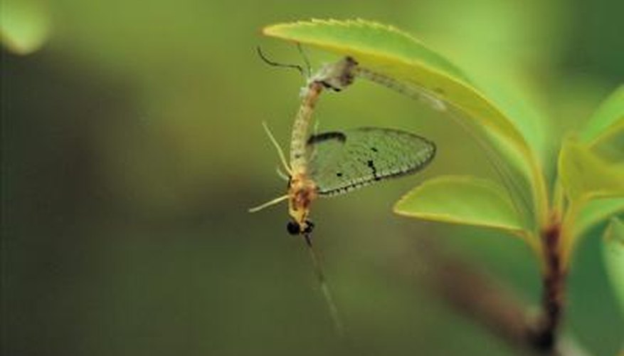 Mayflies may be bothersome, but they are harmless.