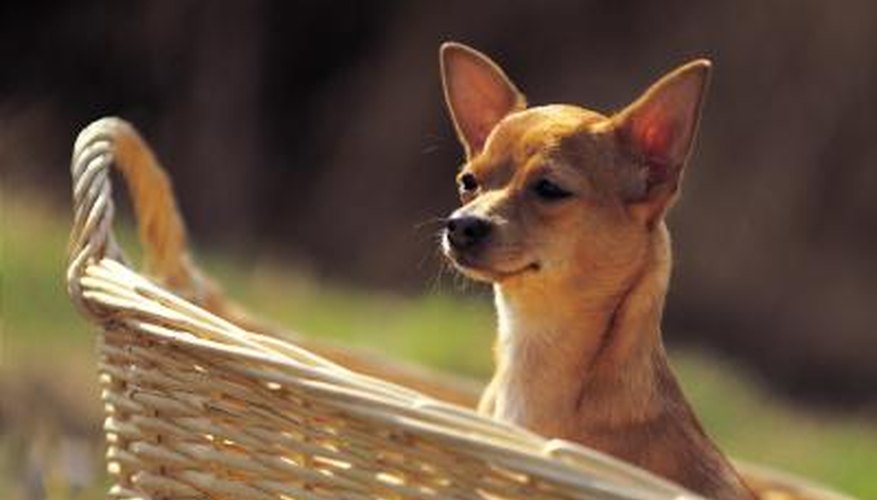 Chihuahua ears typically stand up.