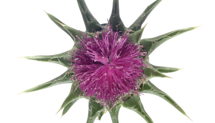 Purple Thistle flower.