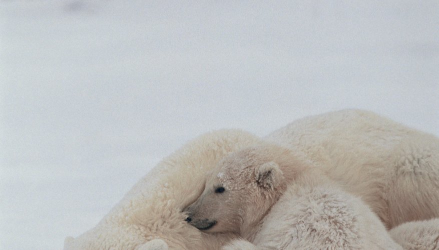 A polar bear is an arctic animal first graders will love to study.