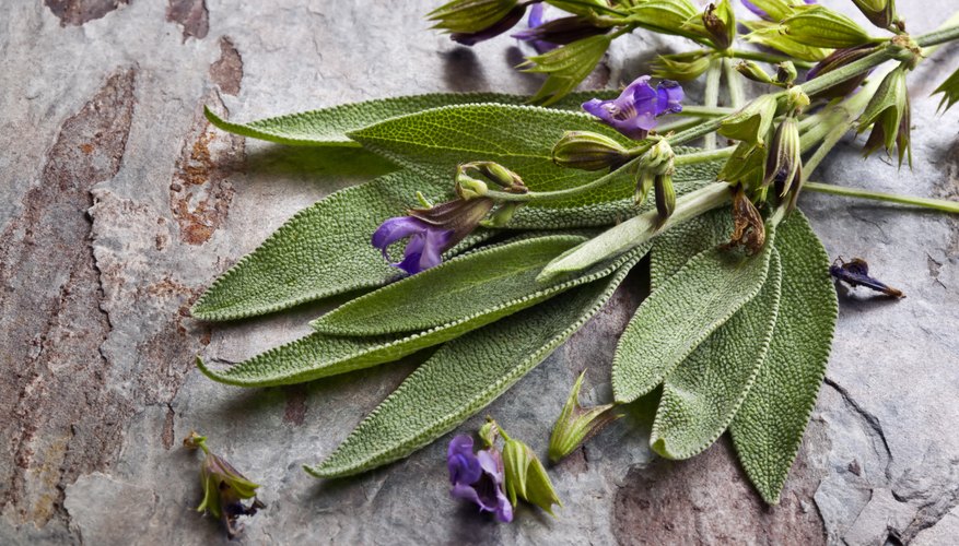 Flowering sage